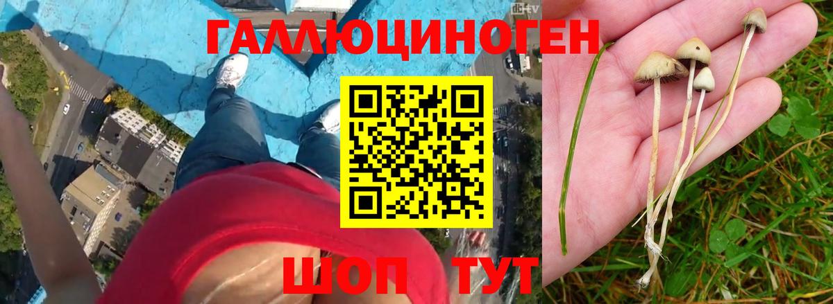 Галлюциногенные грибы MAGIC MUSHROOMS  Вход с VPN  Свободный 